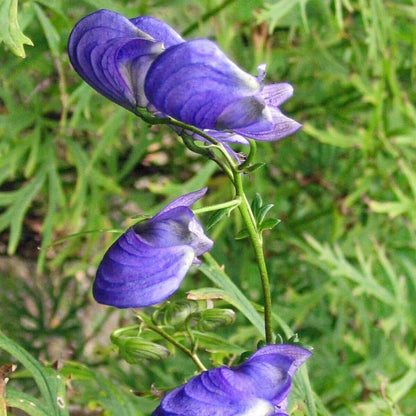Wolfsbane Seeds