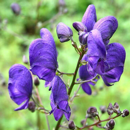 Wolfsbane Seeds