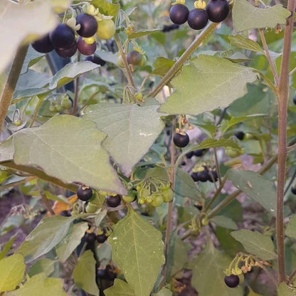 Wonderberry seeds