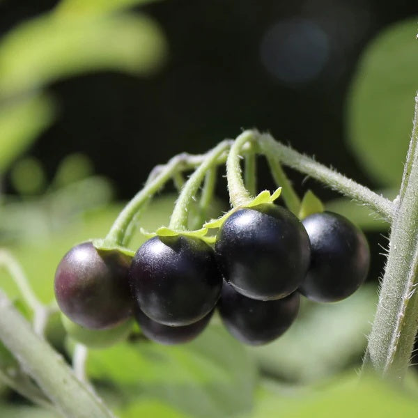 Wonderberry seeds