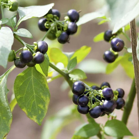 Wonderberry seeds