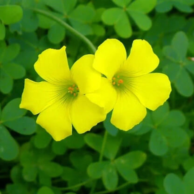 Wood Sorrel Oxalis Seeds