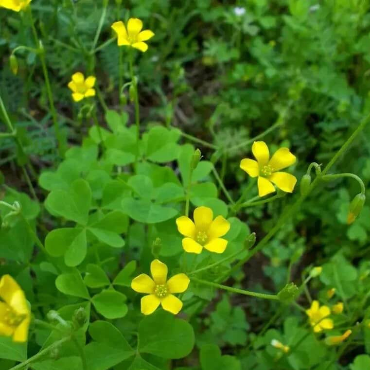 Wood Sorrel Oxalis Seeds