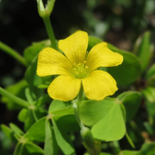 Wood Sorrel Oxalis Seeds
