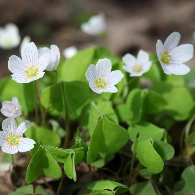 Wood Sorrel Seeds - Herbal Plant