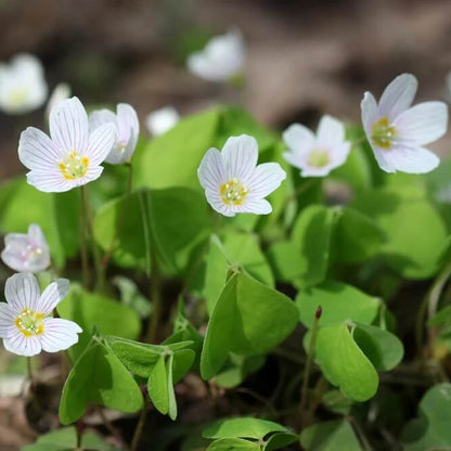 Wood Sorrel Seeds - Herbal Plant