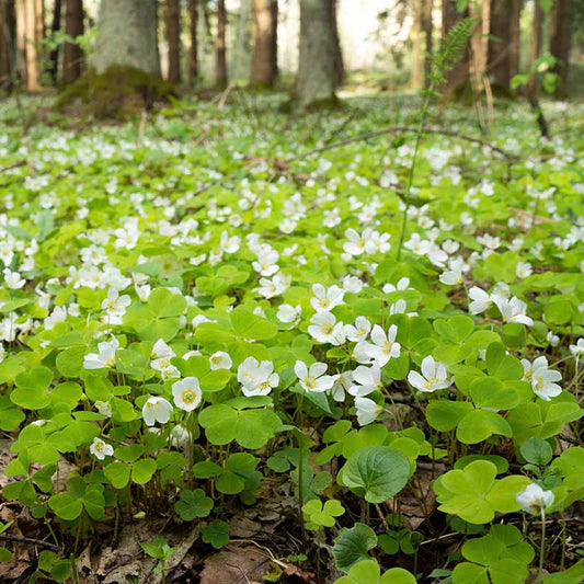 Wood Sorrel Seeds - Herbal Plant