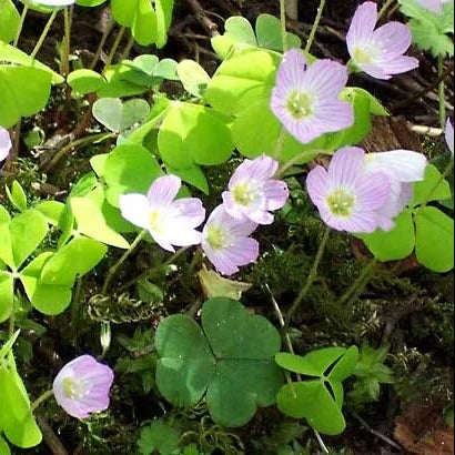 Wood Sorrel Seeds - Herbal Plant
