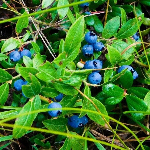 Woodland Berry Plants seeds