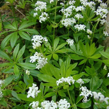 Woodland garden herbs seeds