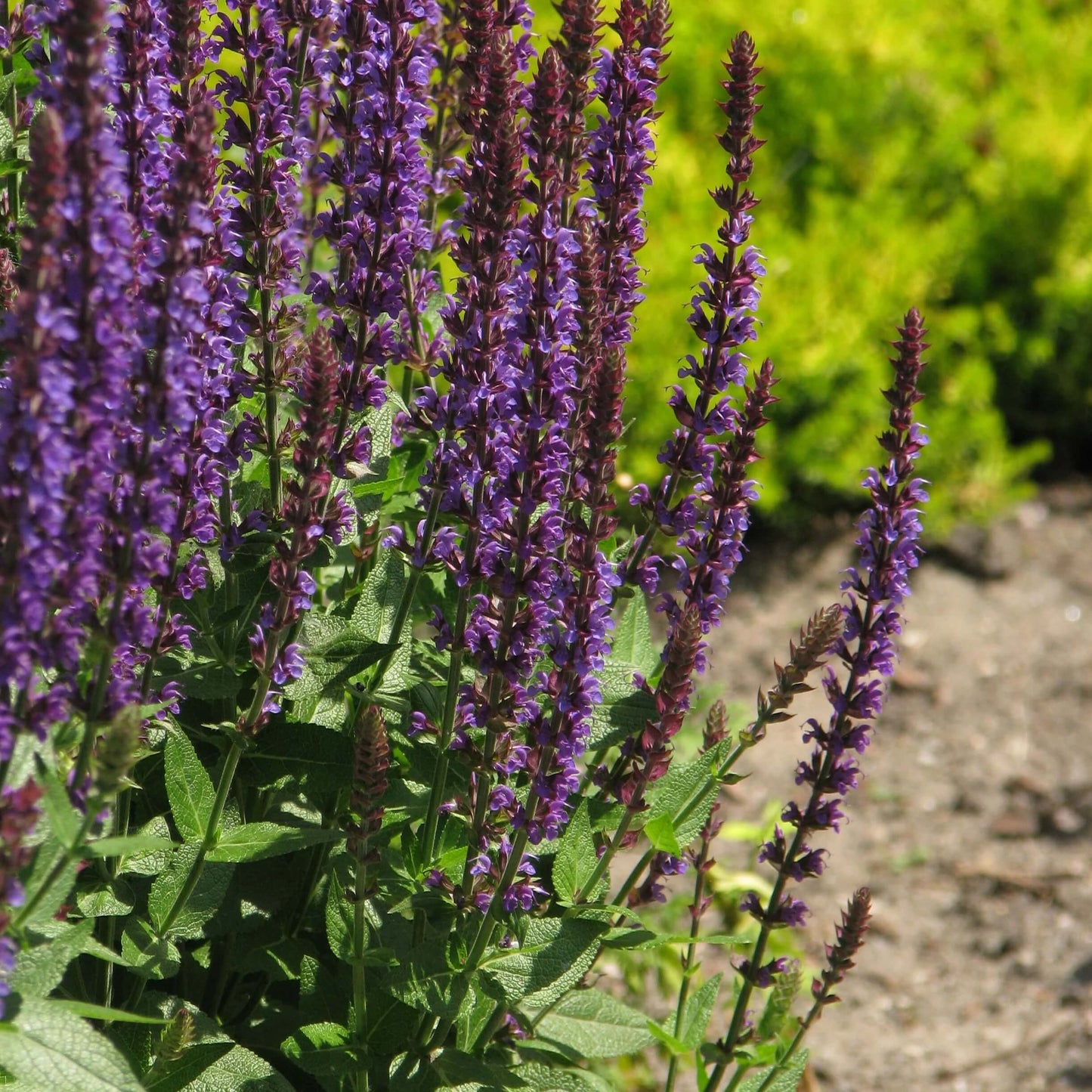 Woodland sage seeds - Vegetable Plant