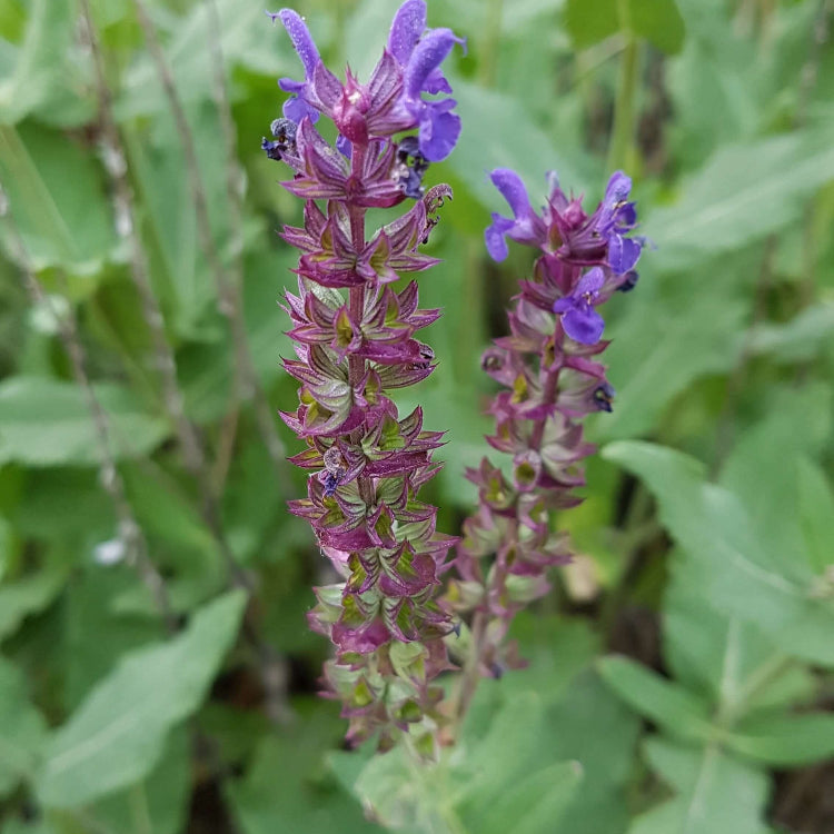 Woodland sage seeds - Vegetable Plant