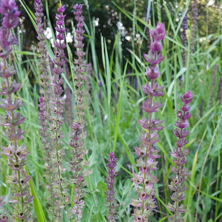 Woodland sage seeds - Vegetable Plant