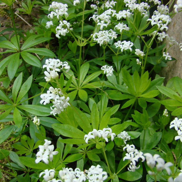 Woodruff Seeds
