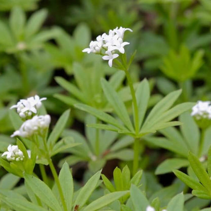 Woodruff Seeds