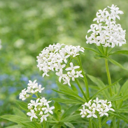Woodruff Seeds