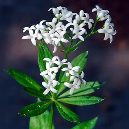 Woodruff Seeds