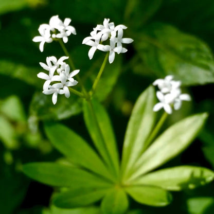 Woodruff Seeds