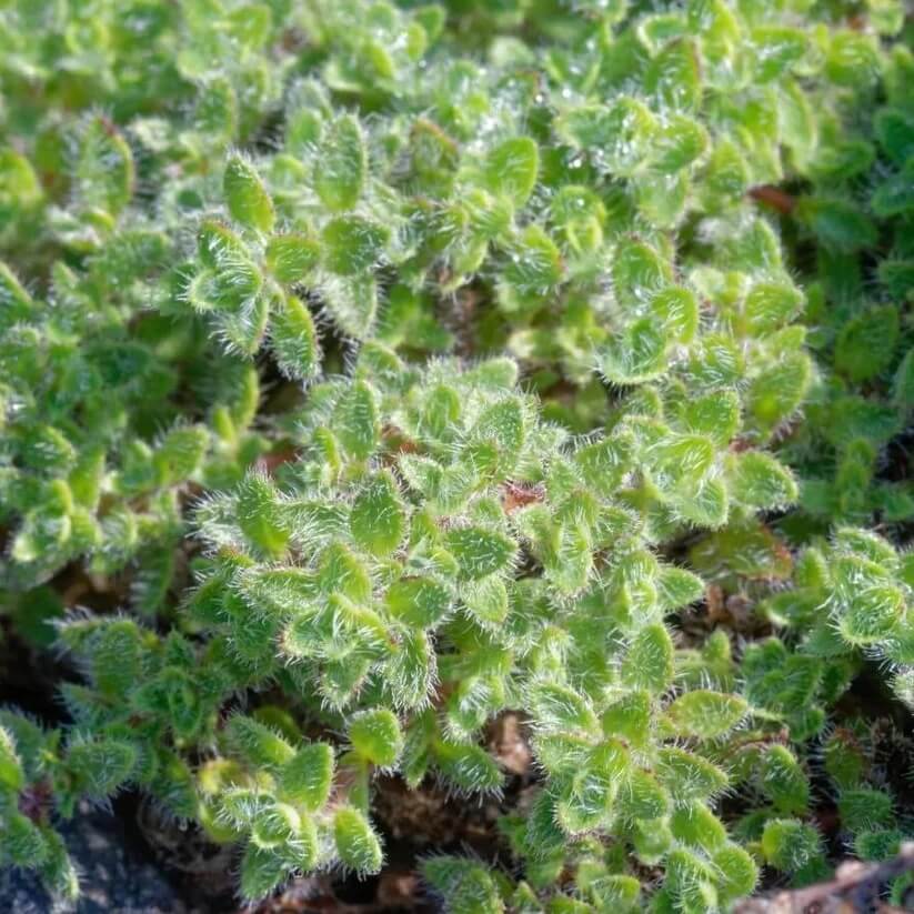 Woolly Blue Thyme seeds