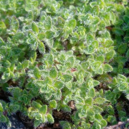 Woolly Blue Thyme seeds