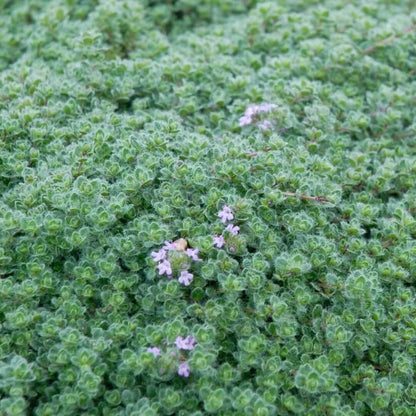 Woolly Blue Thyme seeds