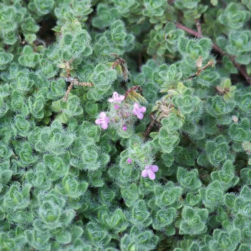 Woolly Blue Thyme seeds