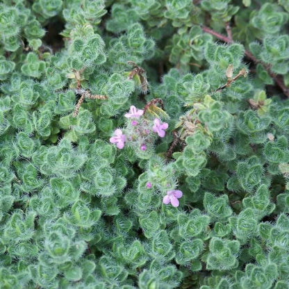 Woolly Blue Thyme seeds