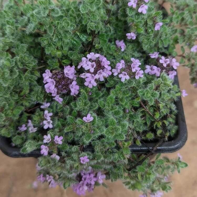 Woolly Blue Thyme seeds