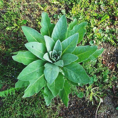 Woolly Mullein Seeds