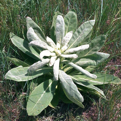 Woolly Mullein Seeds