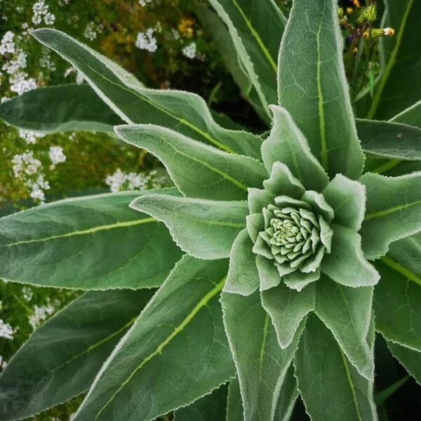 Woolly Mullein Seeds