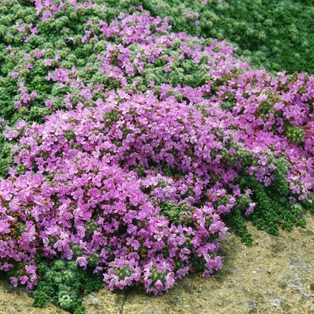 Woolly Thyme Seeds