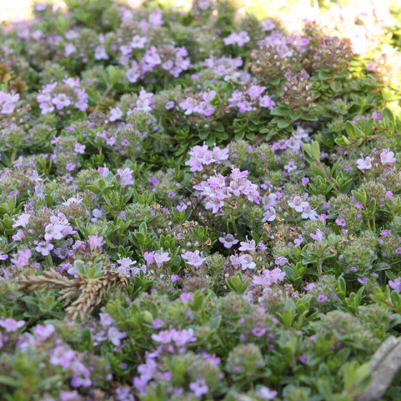 Woolly Thyme Seeds