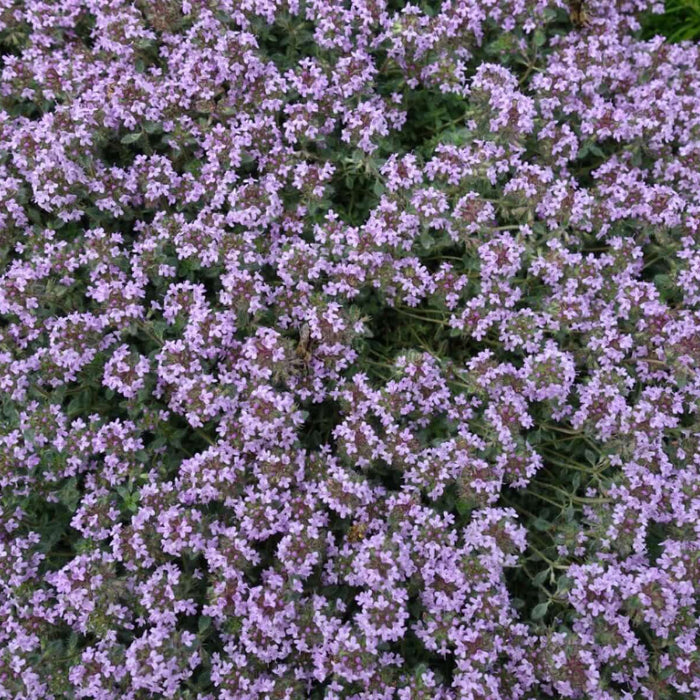 Woolly Thyme Seeds