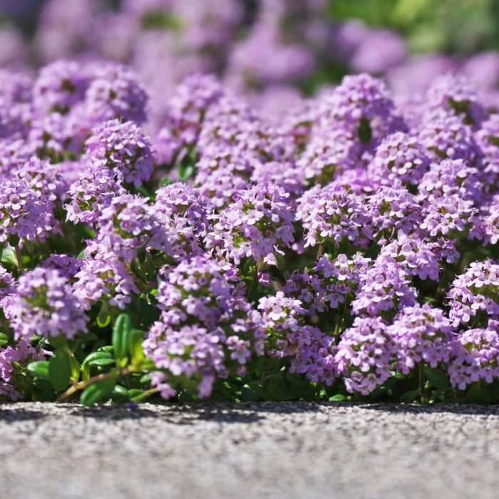 Woolly Thyme Seeds - Herbal Plant