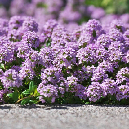 Woolly Thyme Seeds - Herbal Plant