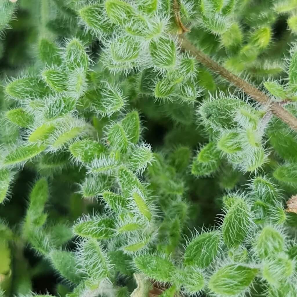 Woolly Thyme Seeds 