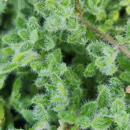Woolly Thyme Seeds 