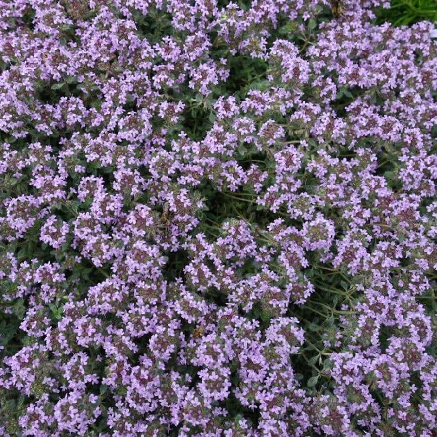 Woolly Thyme Seeds 