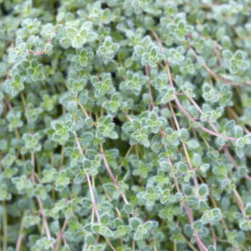 Woolly Thyme Seeds 