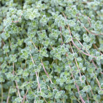 Woolly Thyme Seeds 