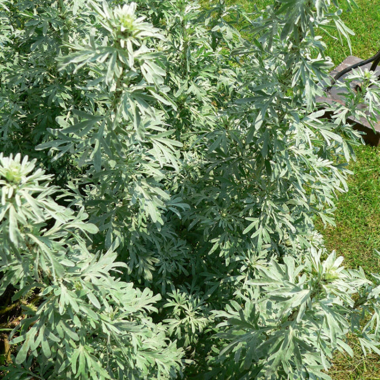 Wormwood Artemisia Seeds 