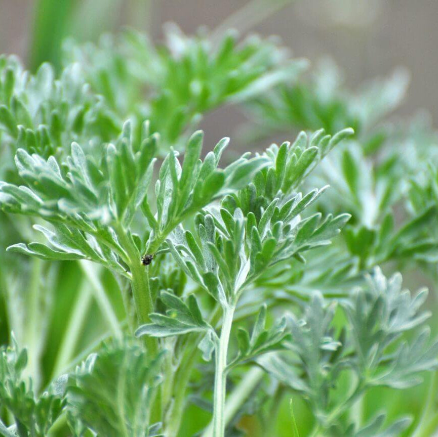 Wormwood Artemisia Seeds 