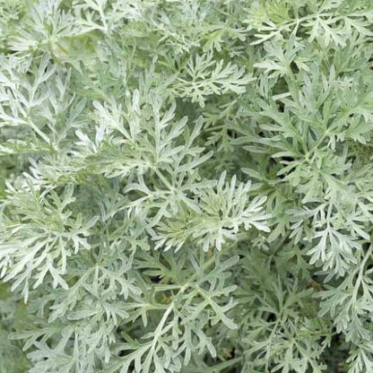 Wormwood Artemisia Seeds 