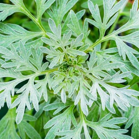 Wormwood Artemisia Seeds 