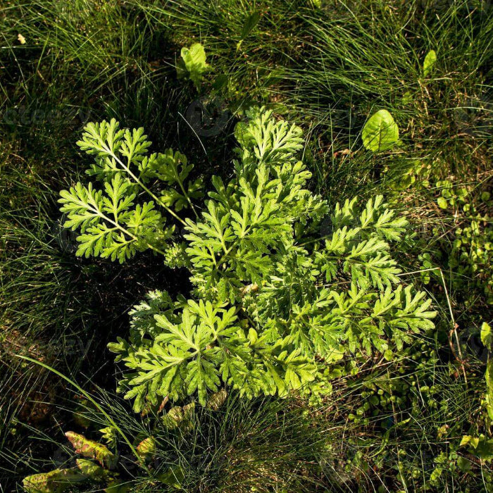 Wormwood Seeds - Herbal Plant