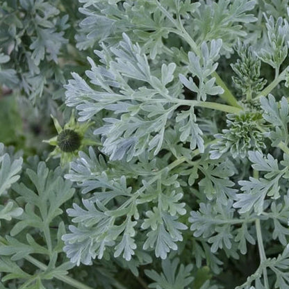 Wormwood Seeds - Herbal Plant