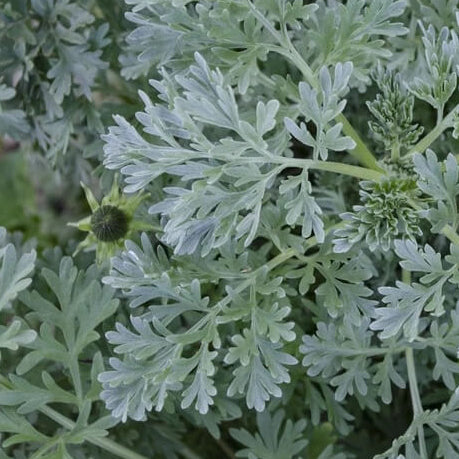 Wormwood Seeds - Herbal Plant