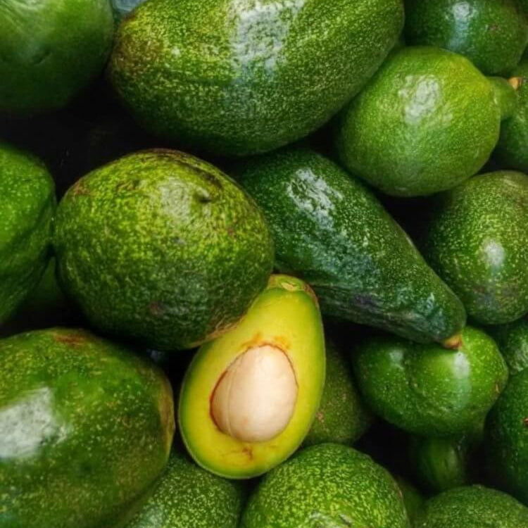 Wurtz Littlecado Avocado Seeds