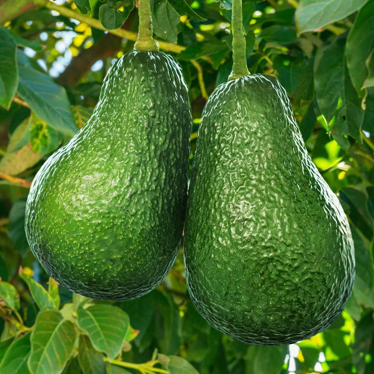 Wurtz Littlecado Avocado Seeds
